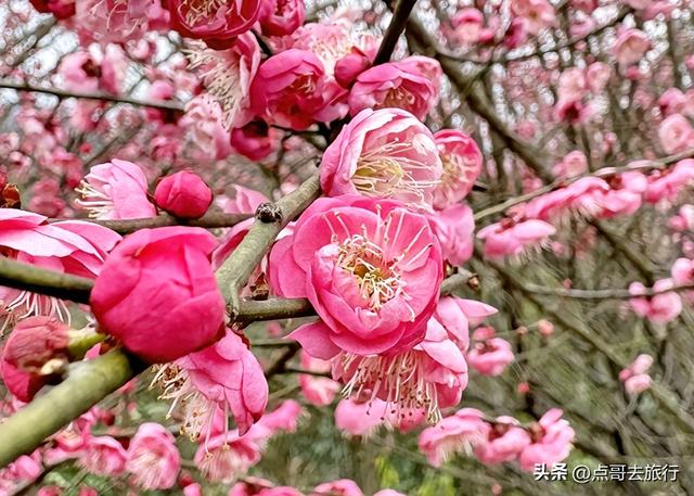 成都山地红梅开花了，粉红云霞铺天盖地，非常震撼，免费！