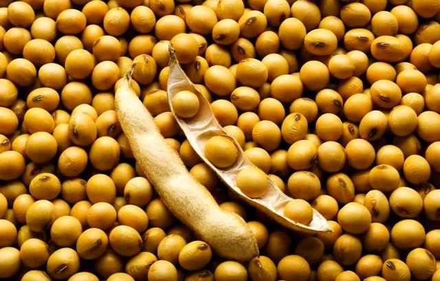 美大使通知中方，交出港口，否则后果自负，中国对美大豆采购停滞