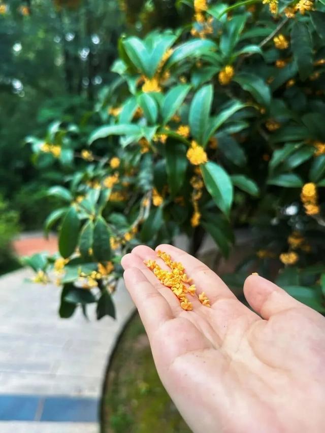 金牛的秋天，你闻到了吗？
