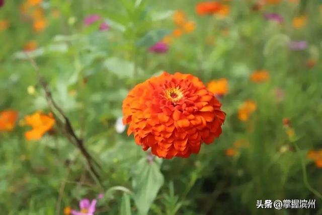 荫荷生凉！解锁滨州近郊一处新晋打卡地
