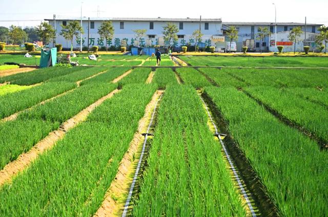 石碣好 “景”！拥抱生态绿地，感受田园风光~