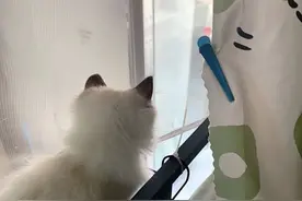 大学生之宿舍养猫，遇到宿管阿姨来查寝，猫猫：我藏好了！图片