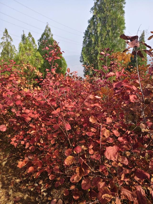 去博山盆泉张丹顶赏红叶