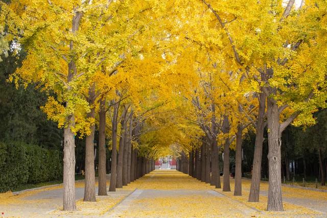 洛阳的秋天在这里封神！3条禅意路线，最后一条让摄影师舍不得走