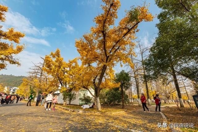 11月一定要收藏一份全国银杏观赏地图