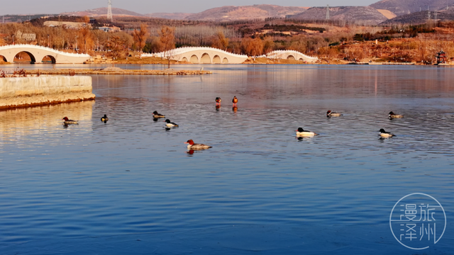 新年过后，泽州来了一群“稀客” →