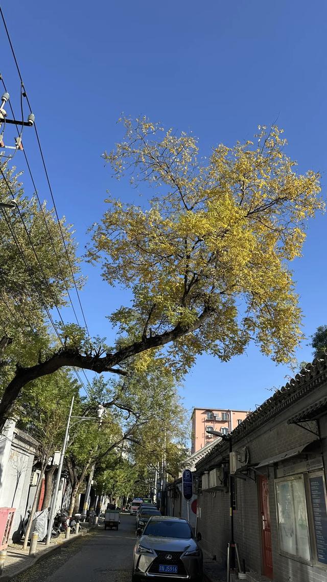 更年期小阿姨的胡同漫游