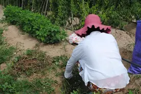 你知道乡村扛菜的正确姿势吗？全程内幕揭秘！图片