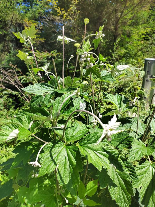 官鹅沟的植物