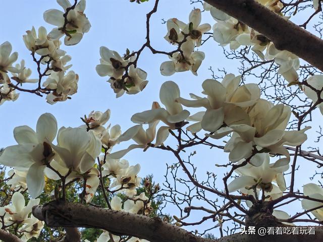 北京公园赏花记