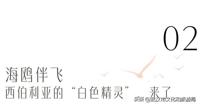 沙漠踏雪，只在武汉，最佳观赏期到了！