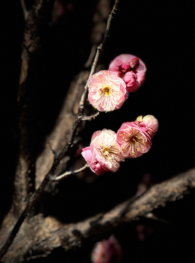 冬日里的多彩诗行