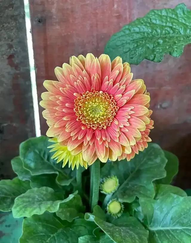 养花二十多年，吐槽好看难养、新手慎入的6大＂颜值杀手＂