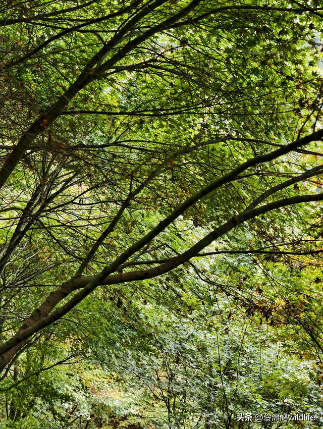 四川行(73)什邡红枫岭徒步到钟鼎寺
