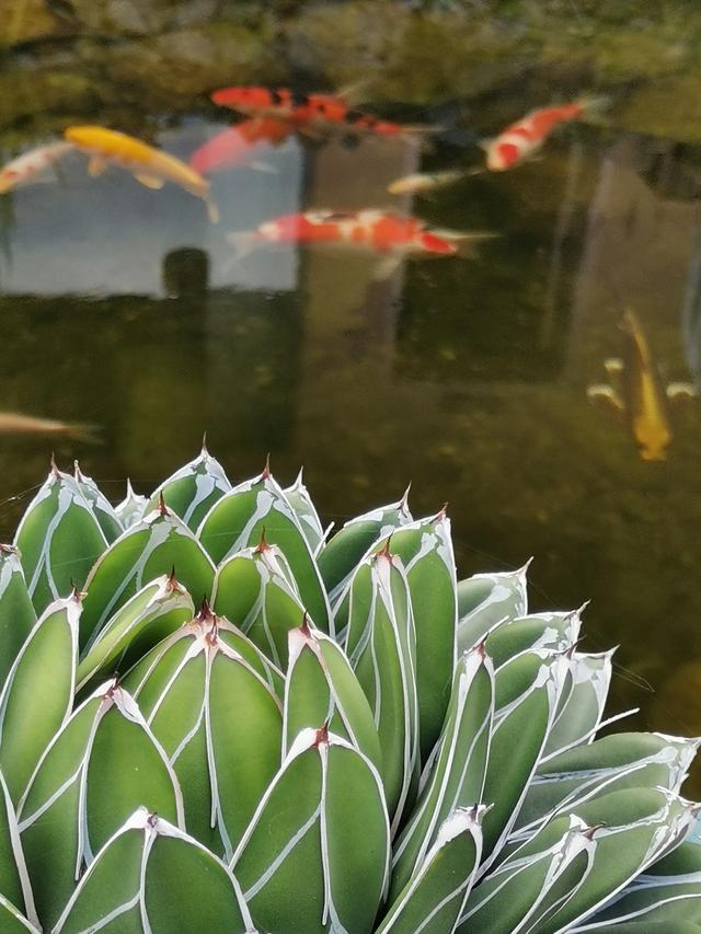 在这里，把日子过成最舒服的样子！攀枝花周末休闲游