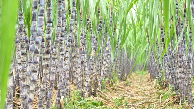 风吹蔗浪！孝昌这片田园风光藏不住了