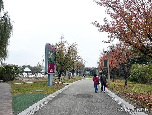 成都市区最美芙蓉花，王者风范，植物迷宫更是惊艳，不要门票！