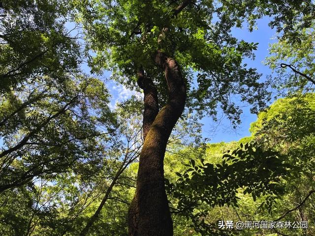 立减10℃!绿色天然避暑胜地,就在黑河国家森林公园→