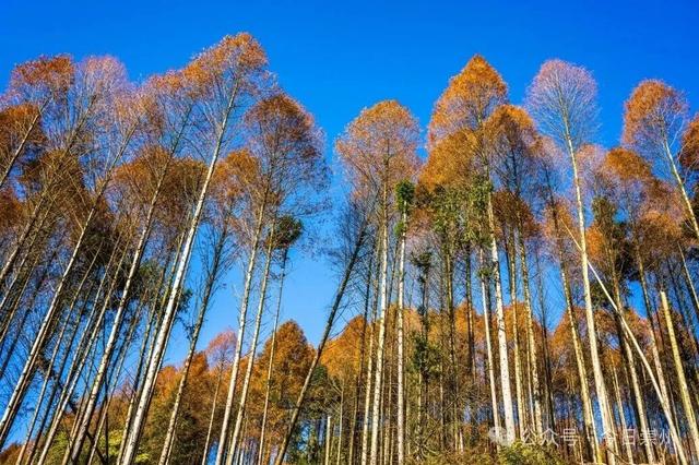 崇州彩林天花板🤩🤩🤩谁还没去过？