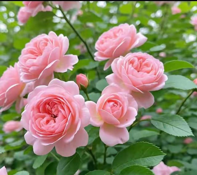 老了才懂：人过七十，能拥有这几点，就是人生的“大成功”