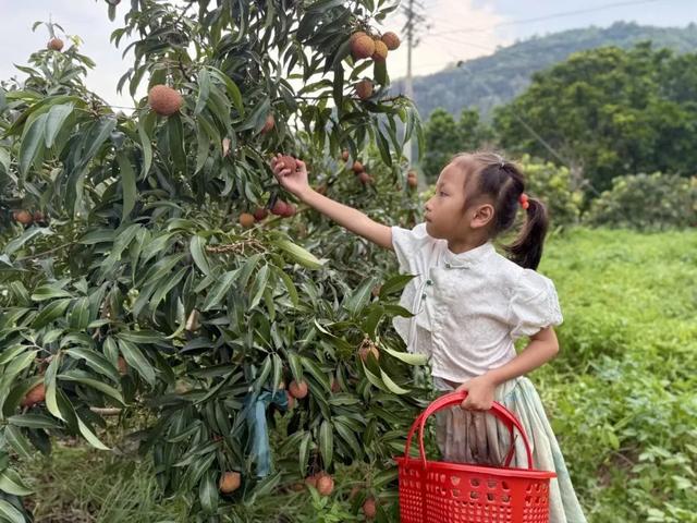 葡萄、荔枝、西瓜、莲雾……厦门夏日采摘上新啦！