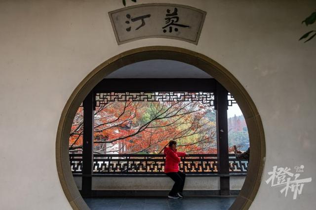 杭州最近美“枫”了，红枫和鸡爪槭还“傻傻分不清楚”？