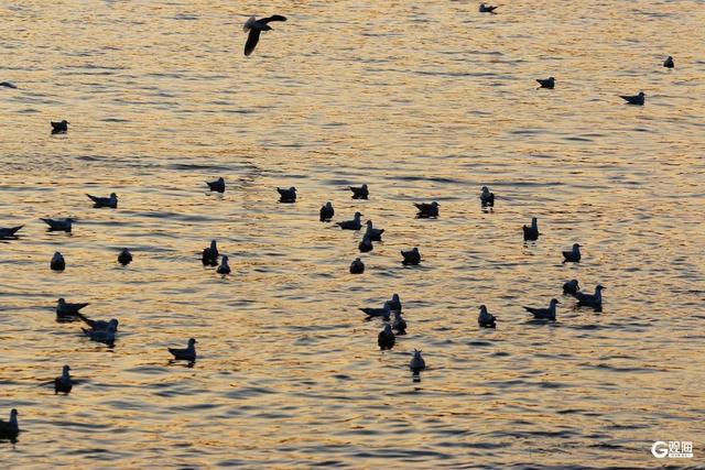 青岛栈桥游人与海鸥同乐 映照冬日最美风光