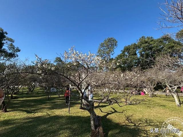 角板山行馆梅花花开5成 梅花季盛开期间，将打造沉浸式赏梅体验