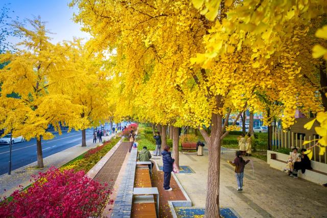 全龄友好,四季皆景!皇城根遗址公园焕新升级,超多美图→