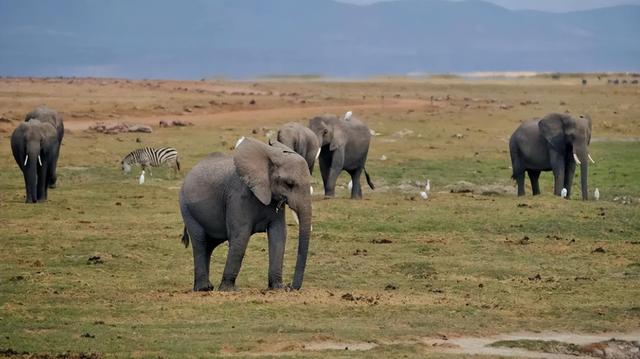 中产家庭减压新方式！花5万远赴非洲追狮，在荒野中寻求生活激情
