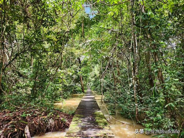 马来西亚(32)砂拉越州⑥世界遗产尼亚洞窟探险