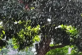 夏天被树上的水滴到？注意了：可能是Ta的“尿”！图片