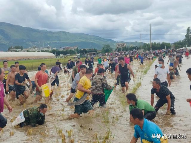 稻浪翻金迎国庆！草坝镇2025丰收狂欢季，国庆嗨玩全攻略图片