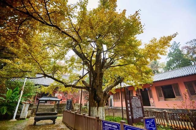 宿州镇头寺，历史悠久，环境清幽，一座隐逸在皖北的千年古刹