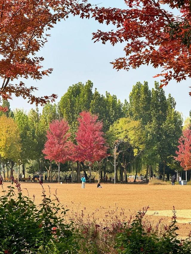 实拍！海淀“莫奈花园”已开启五彩斑斓“童话模式”