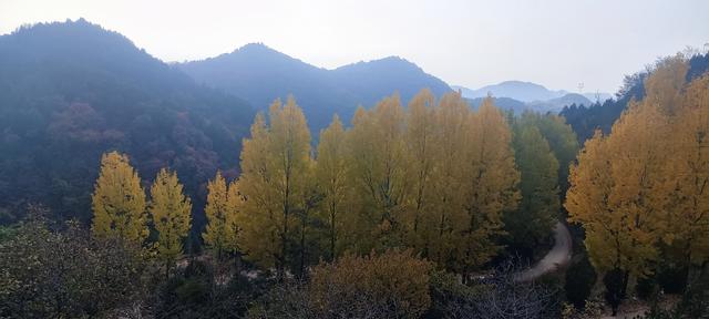 骊山红叶似火 车辆行人如织