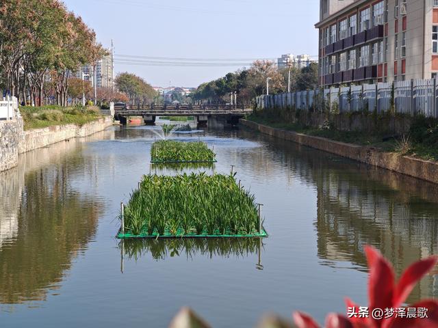 生物浮岛扮靓云梦水域 初冬亲水空间引客来