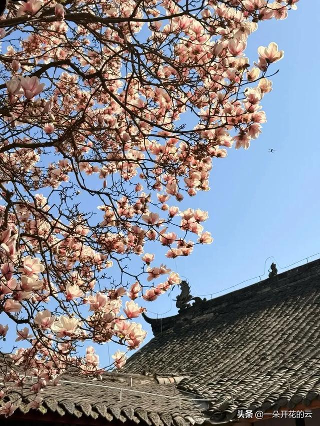 成都本周顶流,不是油菜花,是它——只有本地人才知道的赏花地图