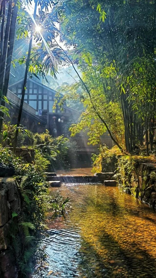 冬日竹海，限时特惠！淡季门票+超值年卡，承包一整年的美景