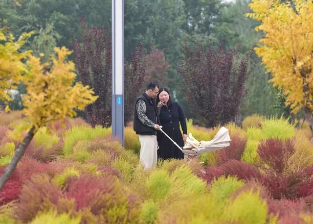 如梦如幻！生态城惊现秋季最美打卡地
