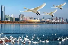 11项主题活动 三门峡“白天鹅旅游季”精彩纷呈图片