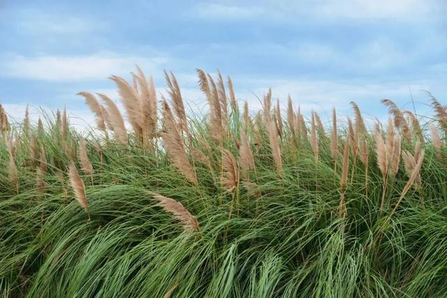 一定要去一趟！金堂这里的美，藏不住了！