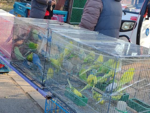 记录德州:岔河河堤上的大集,人山人海,异常热闹