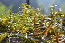 揭秘赤大师霍山铁皮石斛：那一抹绿意，隐藏着怎样的生命密码？图片