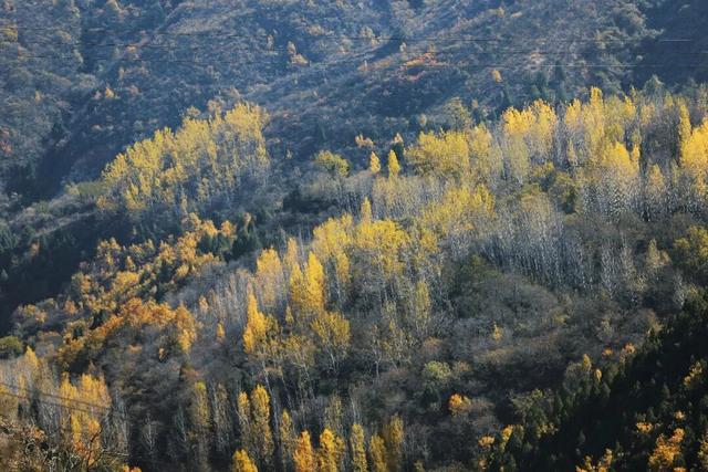 渑池坡头红叶拍摄记：一场迟来的秋日邂逅