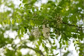 【2024爱沈阳·春天花正开】一山白雪树间藏 五龙尽是槐花香：首届沈阳法库槐花节成功举办图片