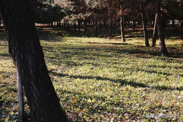 秋色落幕ing～来北臧辞秋迎冬
