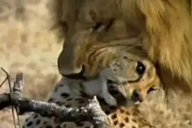 一听就是猛兽，但有一种豹子被称之为猛兽之耻图片