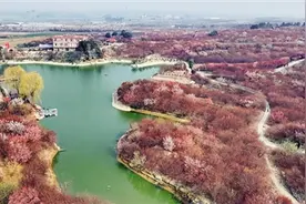 南阳影像｜来南阳，邂逅“梅”好时光图片