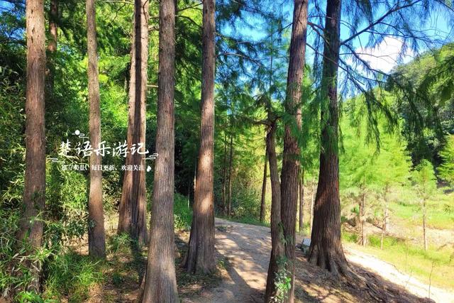 绍兴上虞发现了一处水杉林，面积不大但是清幽而美丽，适合周末游